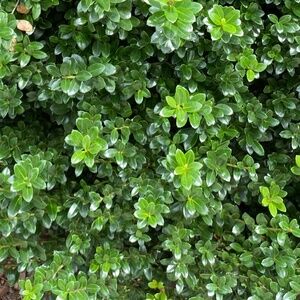 Meet your Posher, Nathalie